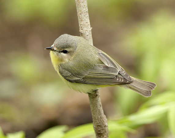 Philadelphia Vireo Vireo philadelphicus