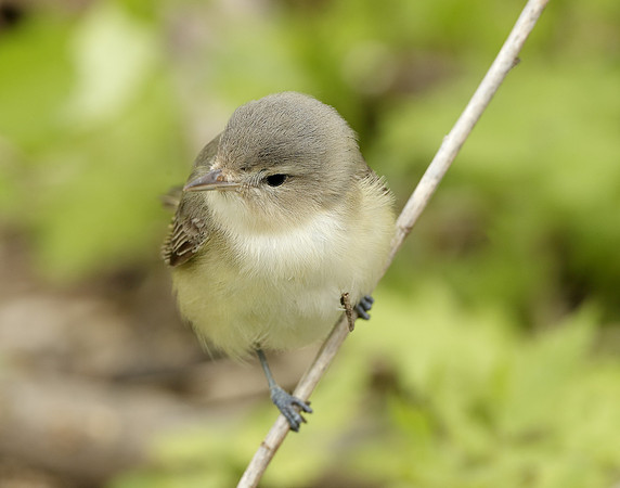 Warbling Vireo Vireo gilvus