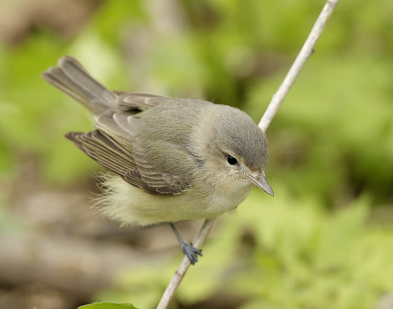 Warbling Vireo Vireo gilvus