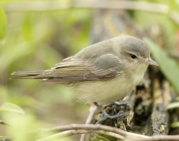 Warbling Vireo Vireo gilvus
