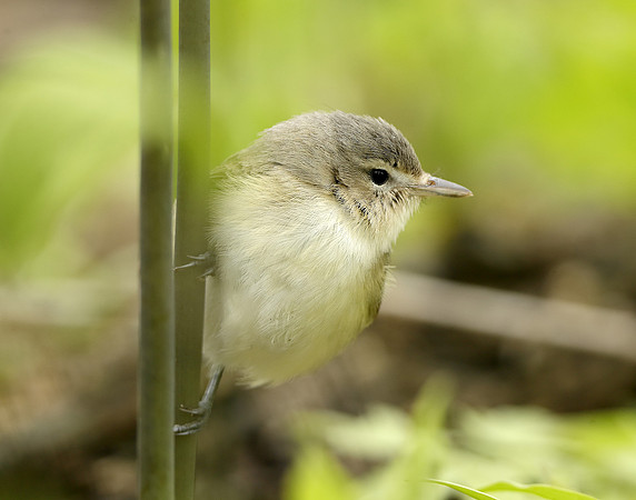Warbling Vireo Vireo gilvus