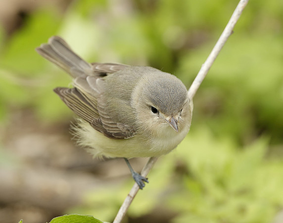 Warbling Vireo Vireo gilvus