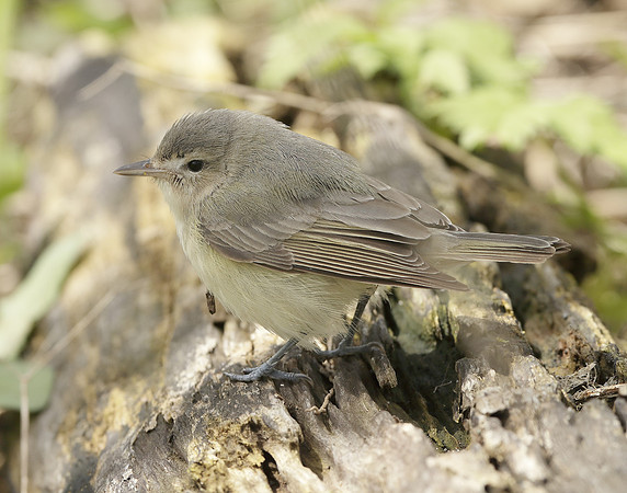 Warbling Vireo Vireo gilvus