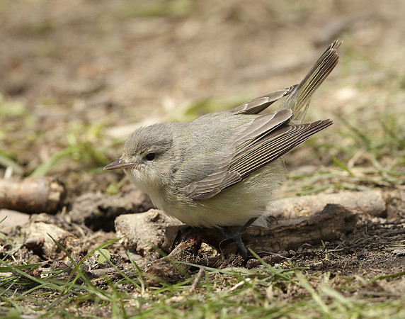 Warbling Vireo Vireo gilvus