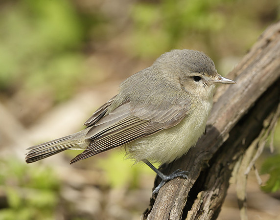 Warbling Vireo Vireo gilvus