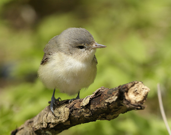 Warbling Vireo Vireo gilvus