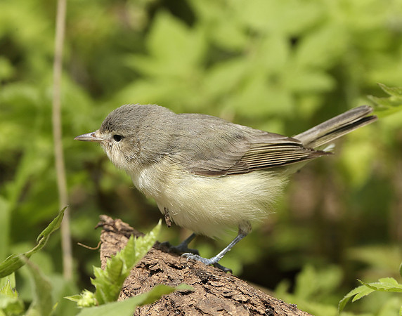Warbling Vireo Vireo gilvus