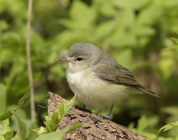 Warbling Vireo Vireo gilvus