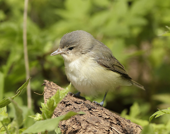 Warbling Vireo Vireo gilvus
