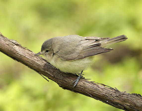Warbling Vireo Vireo gilvus