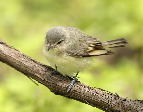 Warbling Vireo Vireo gilvus