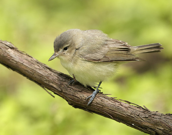Warbling Vireo Vireo gilvus