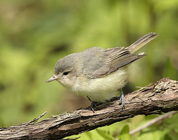 Warbling Vireo Vireo gilvus