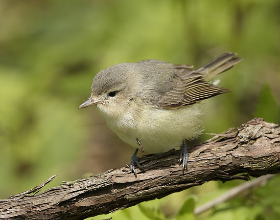 Warbling Vireo Vireo gilvus