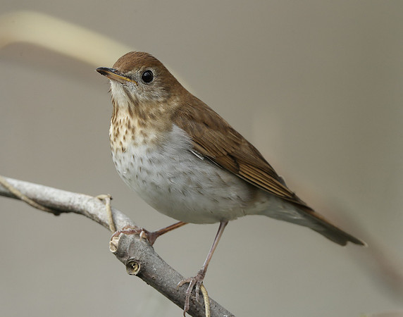 Veery Catharus fuscescens