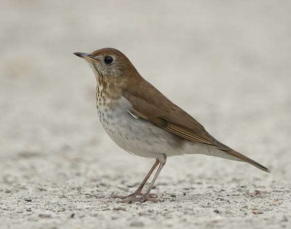 Veery Catharus fuscescens