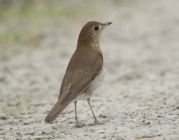 Veery Catharus fuscescens