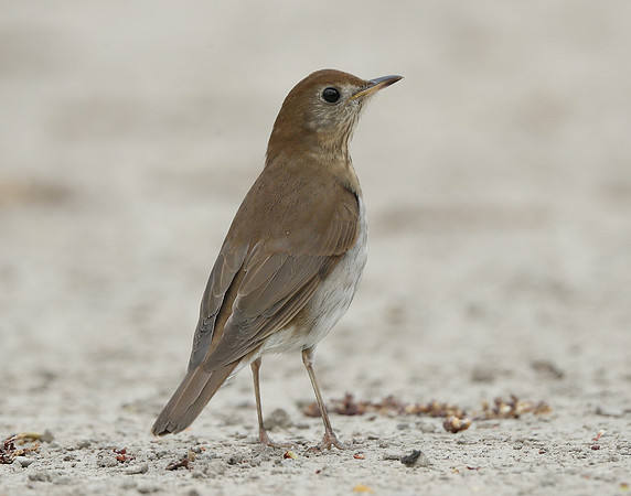 Veery Catharus fuscescens