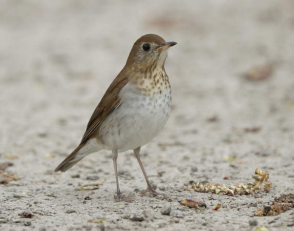 Veery Catharus fuscescens