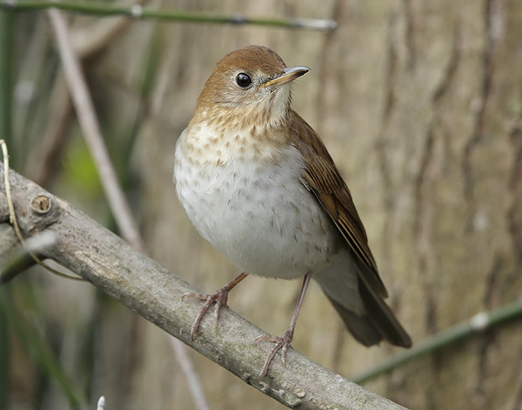 Veery Catharus fuscescens
