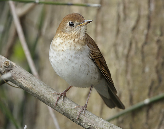 Veery Catharus fuscescens