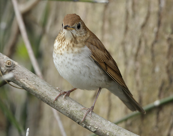 Veery Catharus fuscescens
