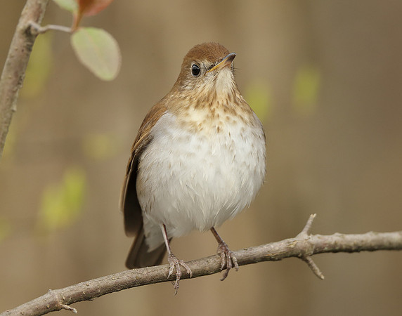 Veery Catharus fuscescens