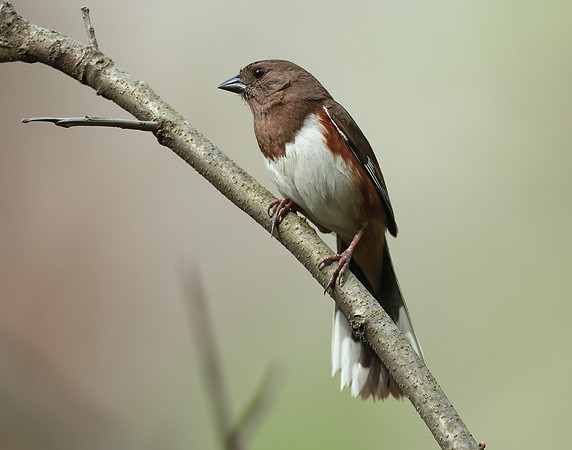 Eastern Towhee Pipilo erythrophthalmus