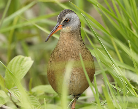 Virginia Rail Rallus limicola
