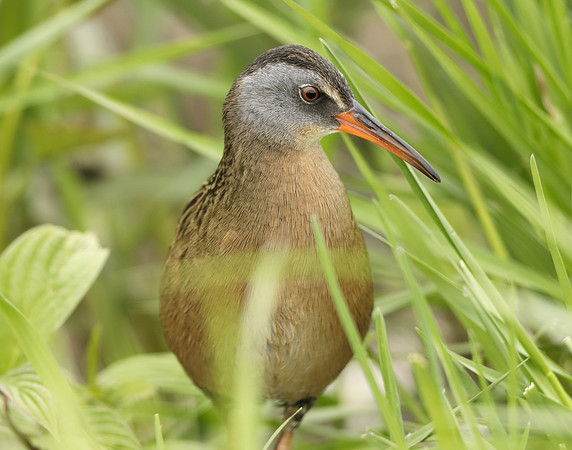 Virginia Rail Rallus limicola