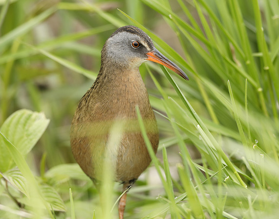 Virginia Rail Rallus limicola
