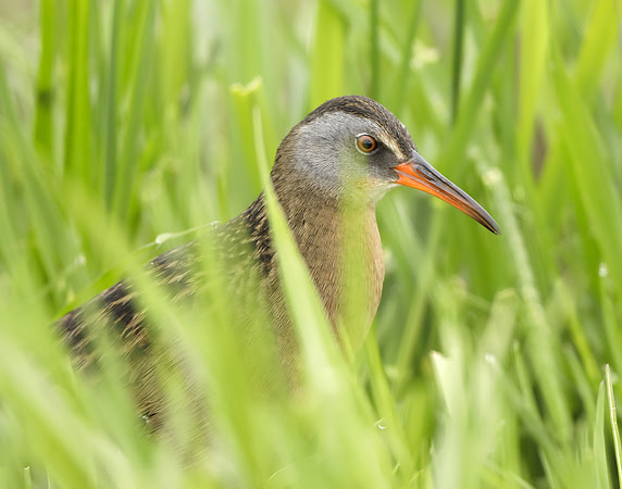 Virginia Rail Rallus limicola