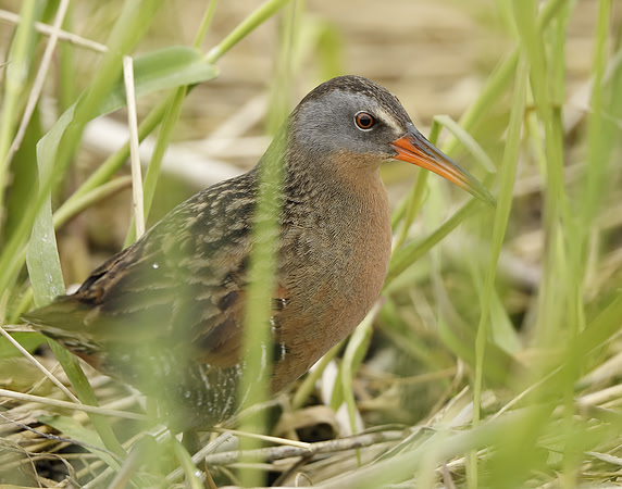 Virginia Rail Rallus limicola