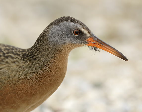 Virginia Rail Rallus limicola