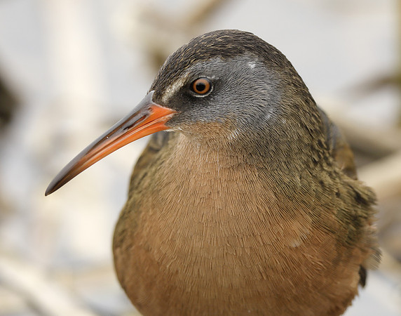 Virginia Rail Rallus limicola