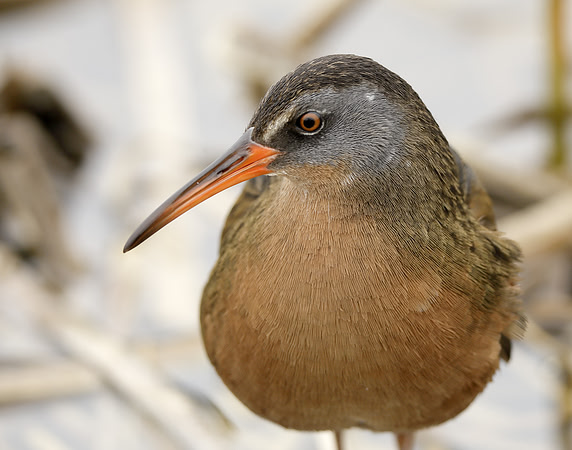 Virginia Rail Rallus limicola