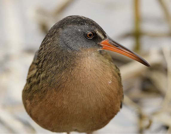 Virginia Rail Rallus limicola