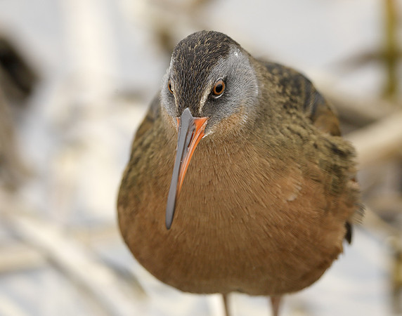 Virginia Rail Rallus limicola