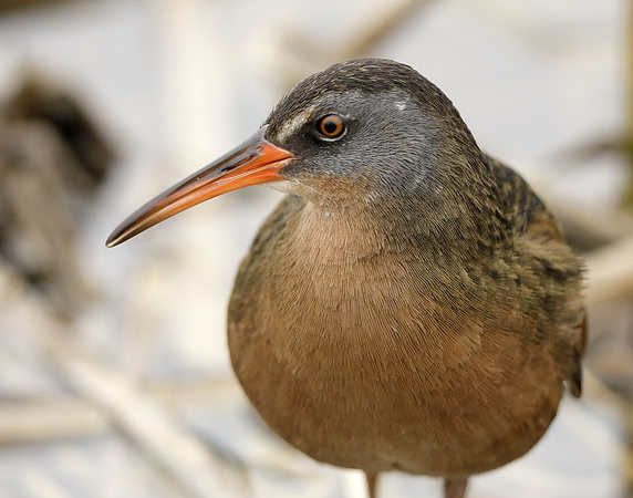 Virginia Rail Rallus limicola