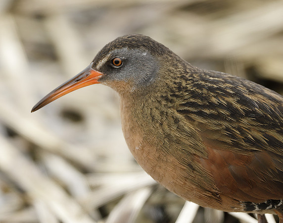 Virginia Rail Rallus limicola