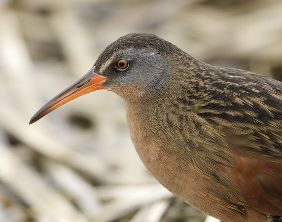 Virginia Rail Rallus limicola