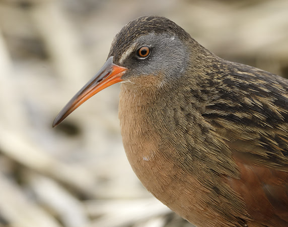 Virginia Rail Rallus limicola