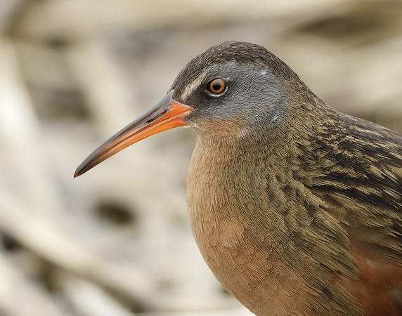 Virginia Rail Rallus limicola