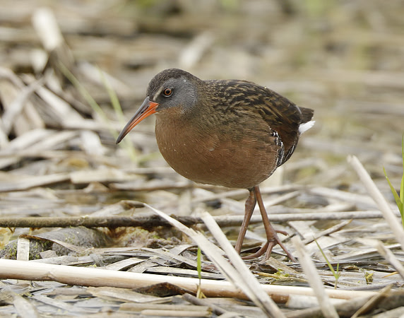 Virginia Rail Rallus limicola