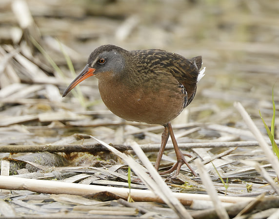 Virginia Rail Rallus limicola