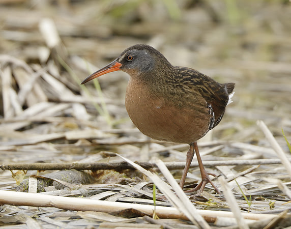 Virginia Rail Rallus limicola
