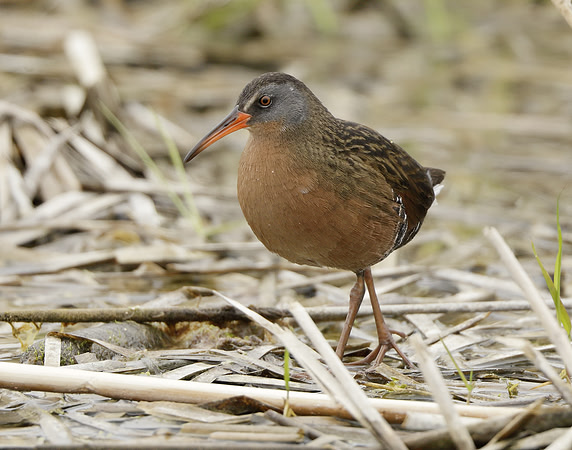 Virginia Rail Rallus limicola
