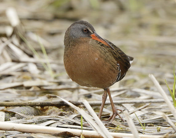 Virginia Rail Rallus limicola