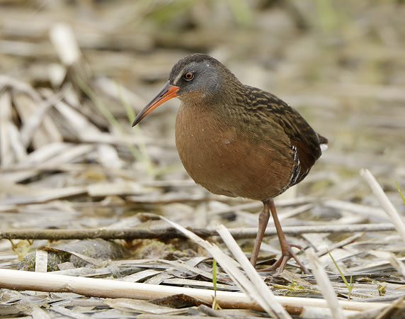 Virginia Rail Rallus limicola