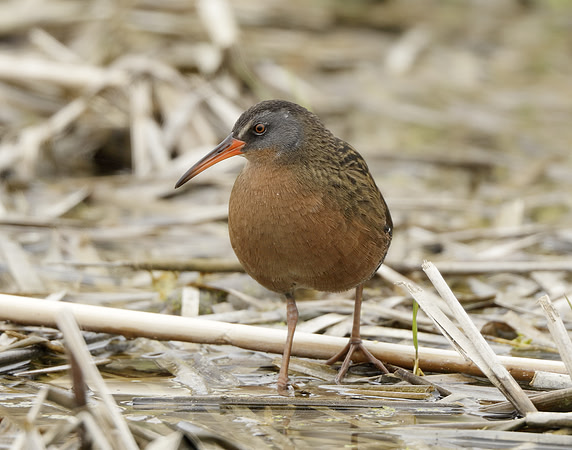 Virginia Rail Rallus limicola